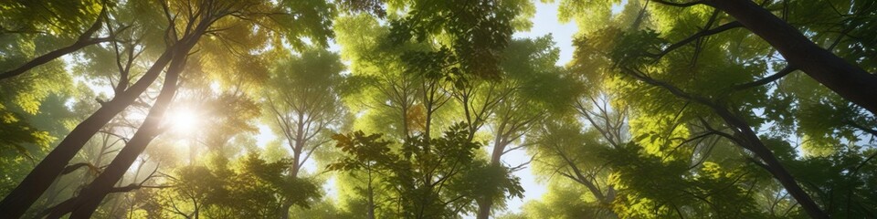 Obraz premium Forest canopy with sunlight filtering through leaves, natural light, serene landscape