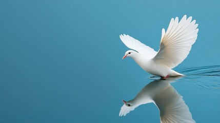 Fototapeta premium A serene white bird gliding over calm water, reflecting its image against a blue backdrop.