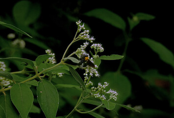 Fototapeta premium bee on a flower