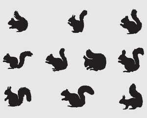set of various squirrel vector silhouette collection.squirrel shadow illustration isolated on background 