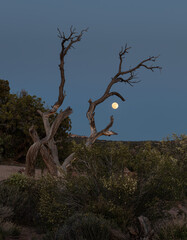 Moon rise through a dead tree at horse-thief campground near Canyonlands National Park, Utah, USA
