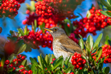 ピラカンサとシロハラ