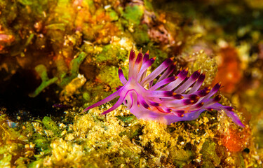 Underwater nudibranch. nudibranch in macro. Macro nudibranch underwater	