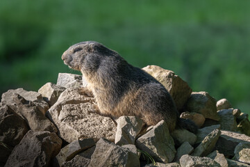 A Marmot - Murmeltier in the Austria Alps checking out the surroundings.