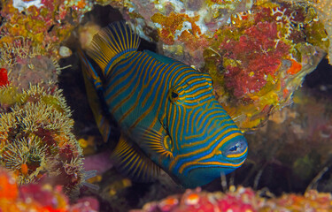 tropical coral fish underwater
