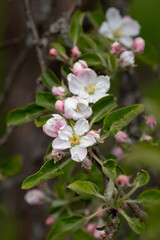 Apple tree flowers, beautiful blooming garden in spring