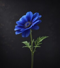 Single blue flower isolated on a dark background, creating a sense of isolation and solitude, with a subtle hint of light, natural beauty, isolated blue flower, dark environment
