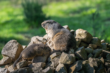 A Marmot - Murmeltier in the Austria Alps checking out the surroundings.