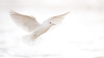 A graceful white bird in flight against a soft, blurred background.