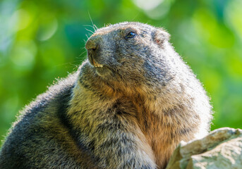 A Marmot - Murmeltier in the Austria Alps checking out the surroundings.