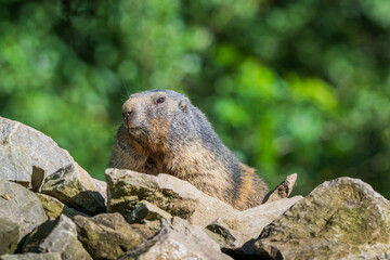 A Marmot - Murmeltier in the Austria Alps checking out the surroundings.