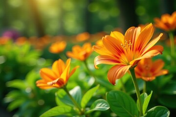 Fototapeta premium Orange Alstroemeria flowers and green leaves in a garden landscape, nature, sunlight
