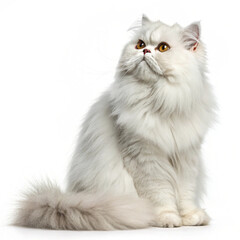 "Long-haired Persian cat with captivating eyes"
