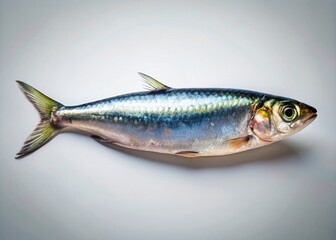 Fototapeta premium Minimalist Sardine Photo: Simple Seafood Still Life, Close-up Sardine Image, Clean Sardine Photography