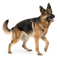 "Alert German Shepherd dog standing on a white background"
