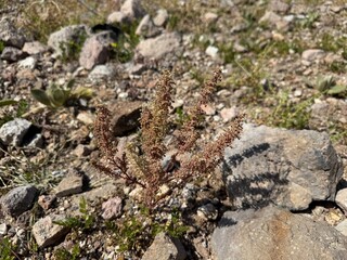 Koenigia polystachya on a mountaintop in autumn. A flowering plant in the knotgrass family. Himalayan or cultivated knotgrass, Polygonum polystachyum, Aconogonon polystachyum and Persicaria wallichii.