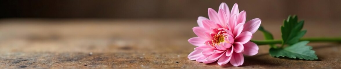 Fototapeta premium A single stem of pink chrysanthemum on a wooden table, elegant simplicity, decor, pink