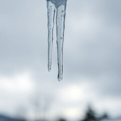 A set of medium-sized icicles hanging from a surface, isolated on a transparent background. Symbolizes winter, cold, and ice. Suitable for winter projects, seasonal decorations, and natural concepts.