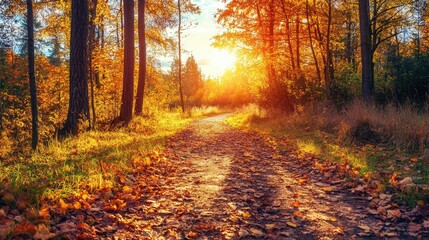 Obraz premium Scenic Autumn Pathway Through Vibrant Golden Forest at Sunset