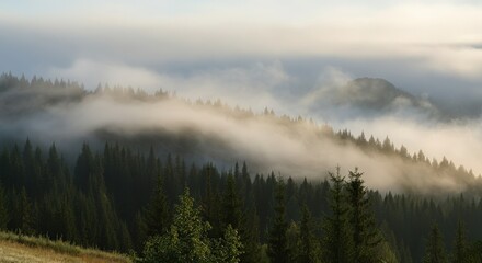 Fototapeta premium Fog in nature, cities and villages with misty forest landscape
