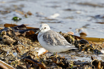 Sanderling (Calidris alba) on Bull Island Shore, Dublin – Commonly Found on Sandy Beaches
