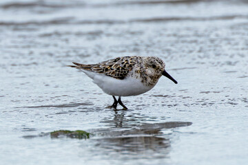 Sanderling (Calidris alba) on Bull Island Shore, Dublin – Commonly Found on Sandy Beaches