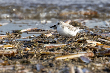 Sanderling (Calidris alba) on Bull Island Shore, Dublin – Commonly Found on Sandy Beaches