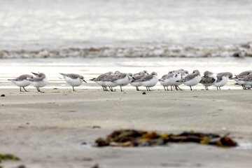 Sanderling (Calidris alba) on Bull Island Shore, Dublin – Commonly Found on Sandy Beaches