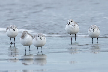 Sanderling (Calidris alba) on Bull Island Shore, Dublin – Commonly Found on Sandy Beaches