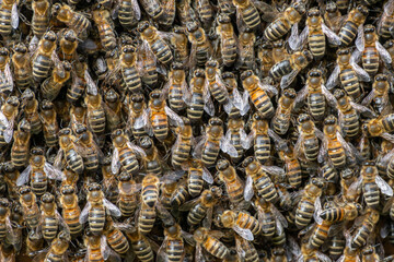 Bienen an einem Bienenstock