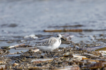 Sanderling (Calidris alba) on Bull Island Shore, Dublin – Commonly Found on Sandy Beaches