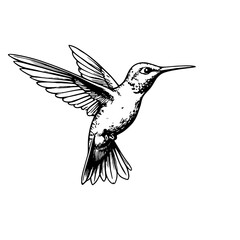 Obraz premium Hummingbird hovering in black and white sketch, nature illustration