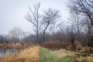 Obraz premium A green path along a pond in a wetland on a foggy day in the winter. 