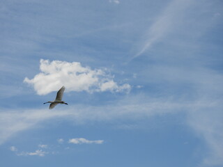 AVES