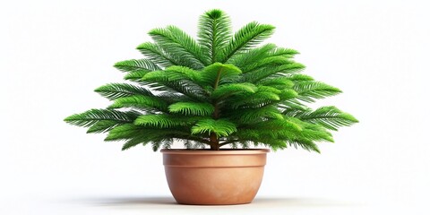 Fototapeta premium Norfolk Island Pine in Pot, Drone Aerial View, Isolated White Background, Houseplant, Decorative Potted Tree