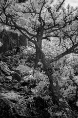 black and white infrared photo of trees growing on mountain at the top of seneca rock, west virginia