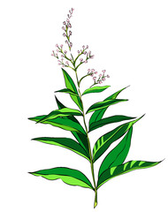 Fototapeta premium A branch of verbena with pink flowers and large leaves without a background