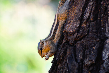 squirrel on tree