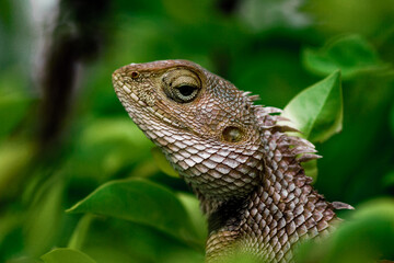 An Alert Dragon