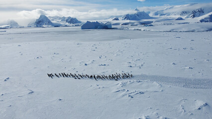 Group of gentoo penguins walking in the row. Track on the snow. Penguins' migration © Oleksandr Matsibura