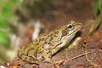 Toad on the ground	