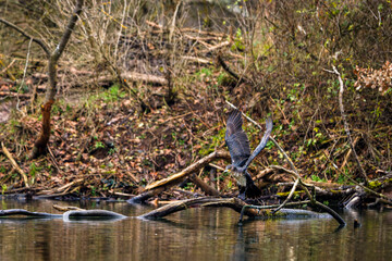 A cormorant in the wetlands