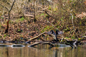 A cormorant in the wetlands