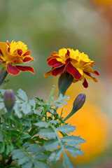 closeup the bunch red yellow marigold flower with bud growing with leaves in the garden soft focus green brown background.
