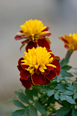 closeup the bunch red yellow marigold flower with bud growing with leaves in the garden soft focus green brown background.