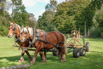 heavy horses with horse drawn forwarder being used for timber extraction 