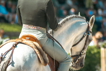 view from behind of a lusitano purebred horse and its rider in an equestrian competition