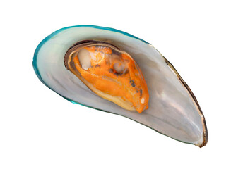 Single cooked or steamed green mussel isolated with clipping path in png file format