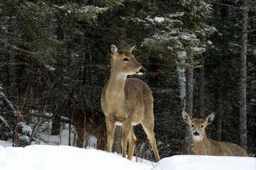 Deer in a Snowy Forest
Two deer in a serene, snowy forest; one standing alert, the other lying down amidst falling snow and snow-covered trees, creating a tranquil winter scene.