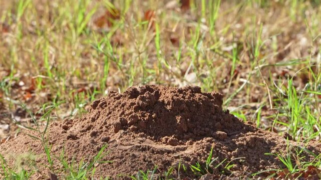 Amazing video of a Plains Pocket Gopher poking its head out of a dirt mound and cleaning out dirt